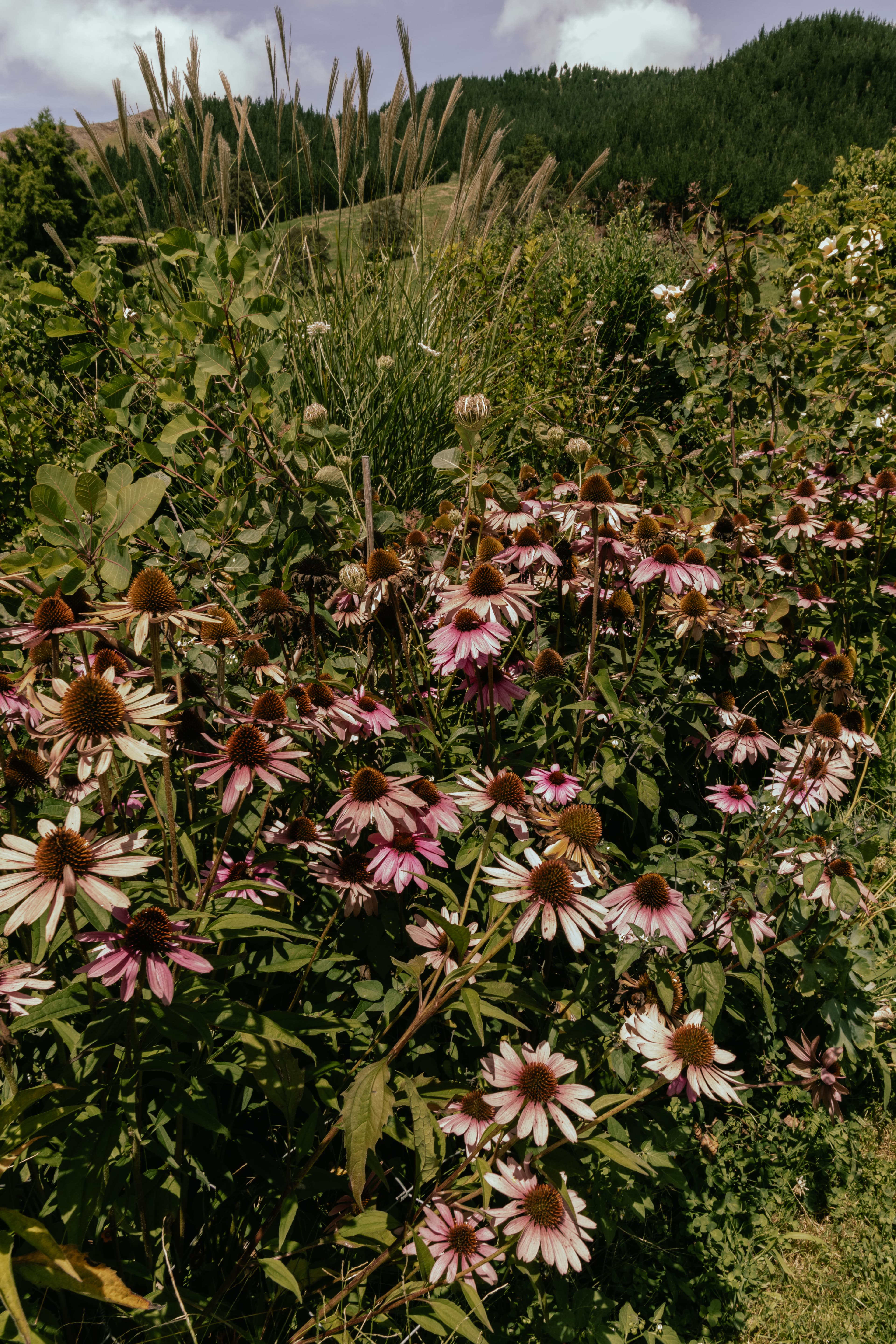 Flowers