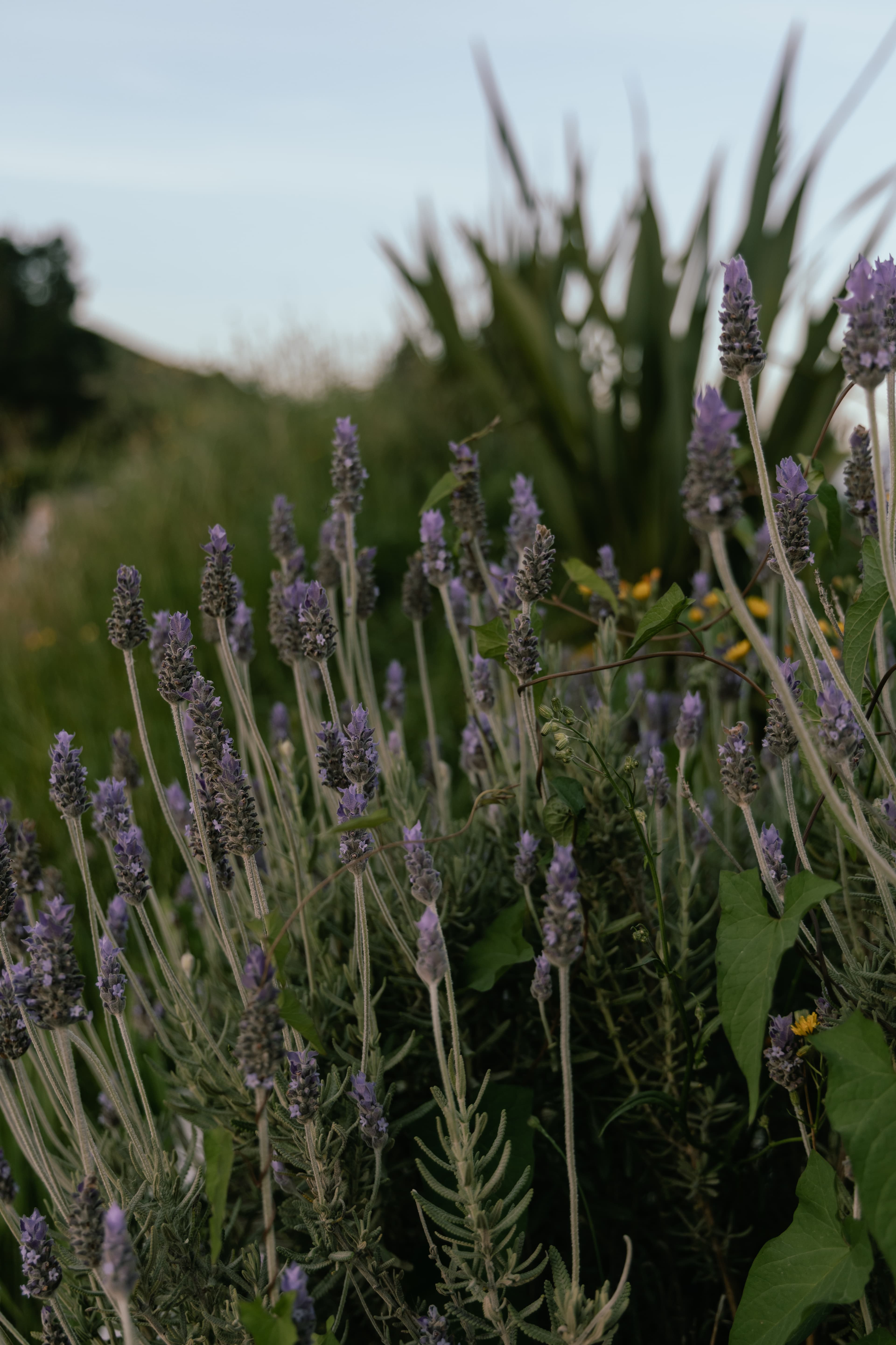 Lavender