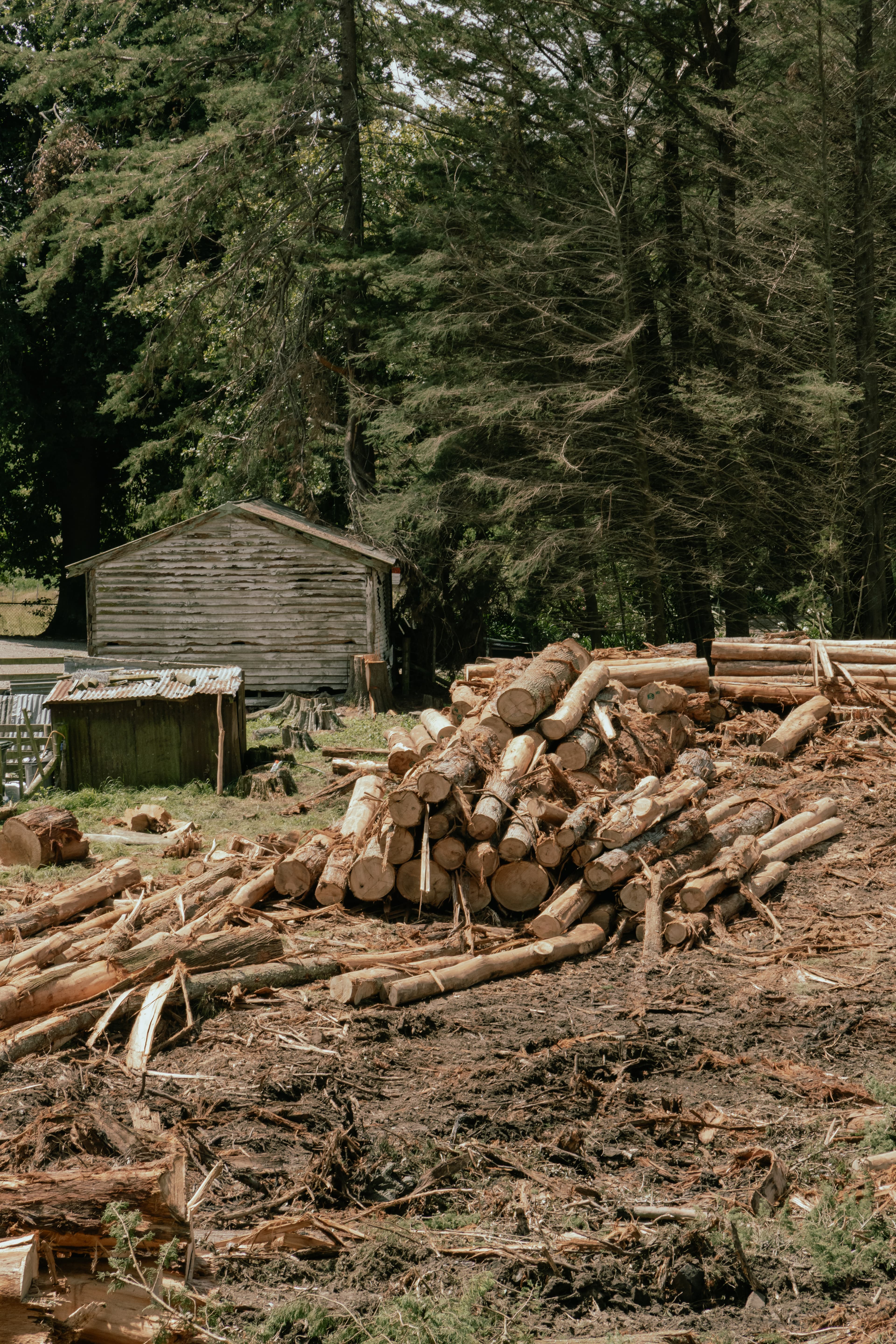 Sourcing premium NZ Grown timber for high-end barn home projects