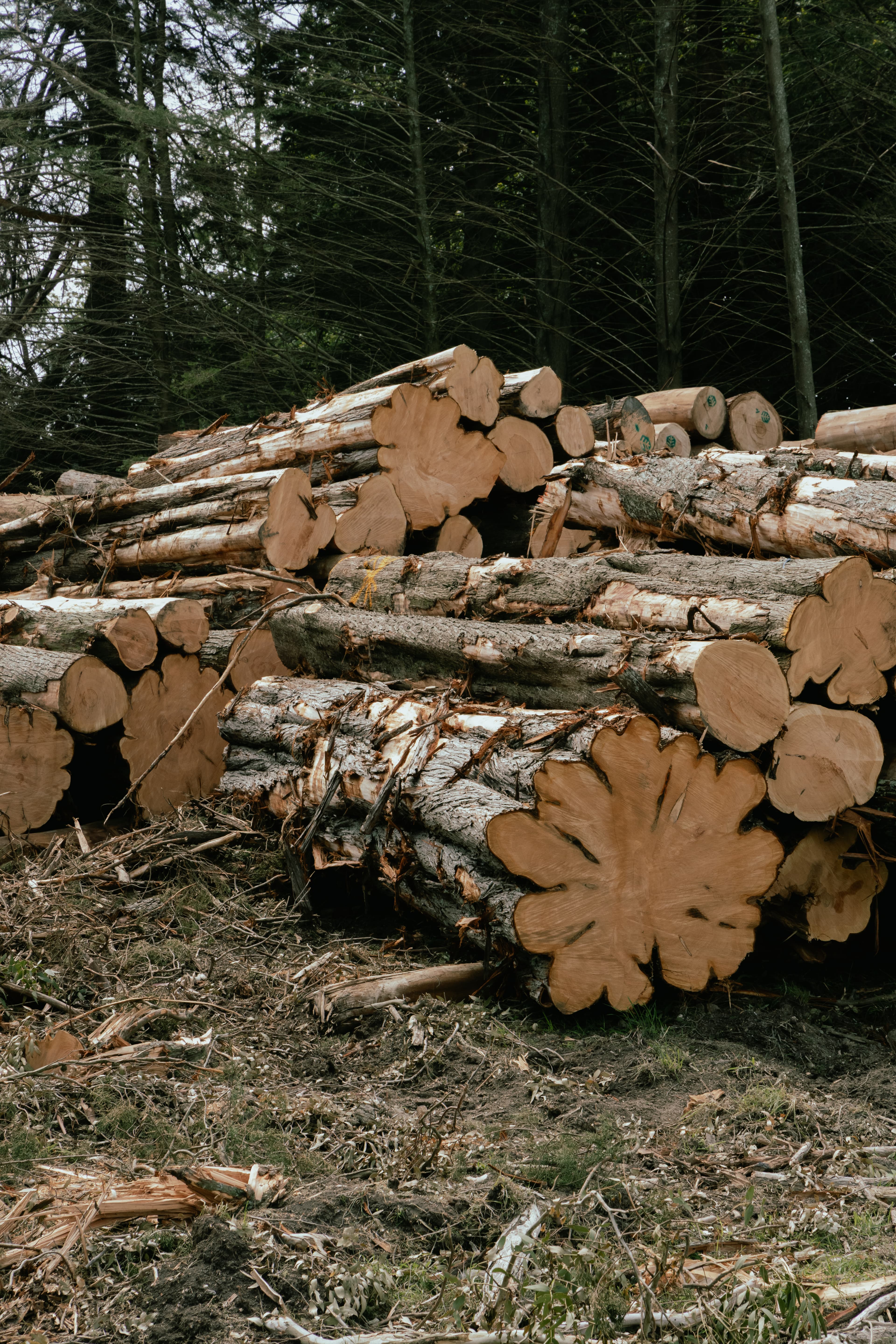Premium Macrocarpa logs recently felled for high-end timber frame homes in New Zealand
