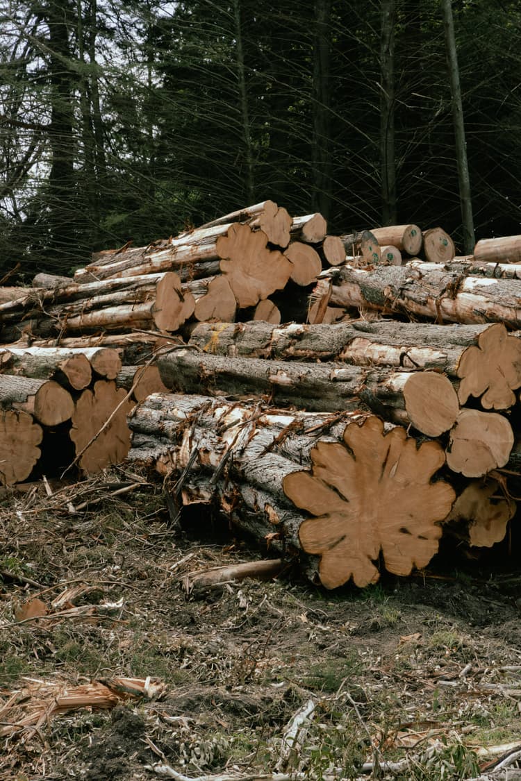 Premium Macrocarpa logs recently felled for high-end timber frame homes in New Zealand