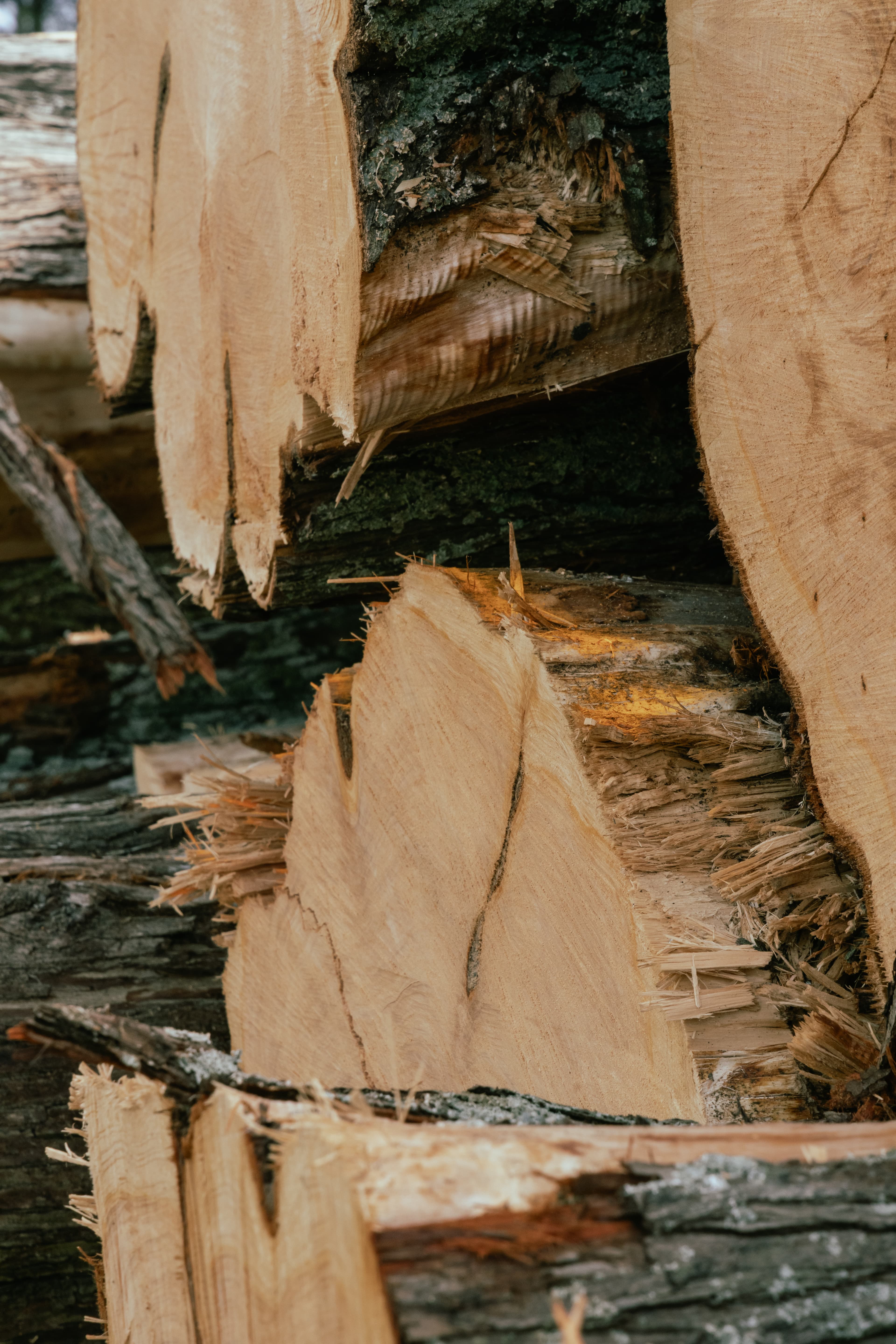 Hawke’s Bay grown Douglas-fir timber milled for premium bespoke timber frame