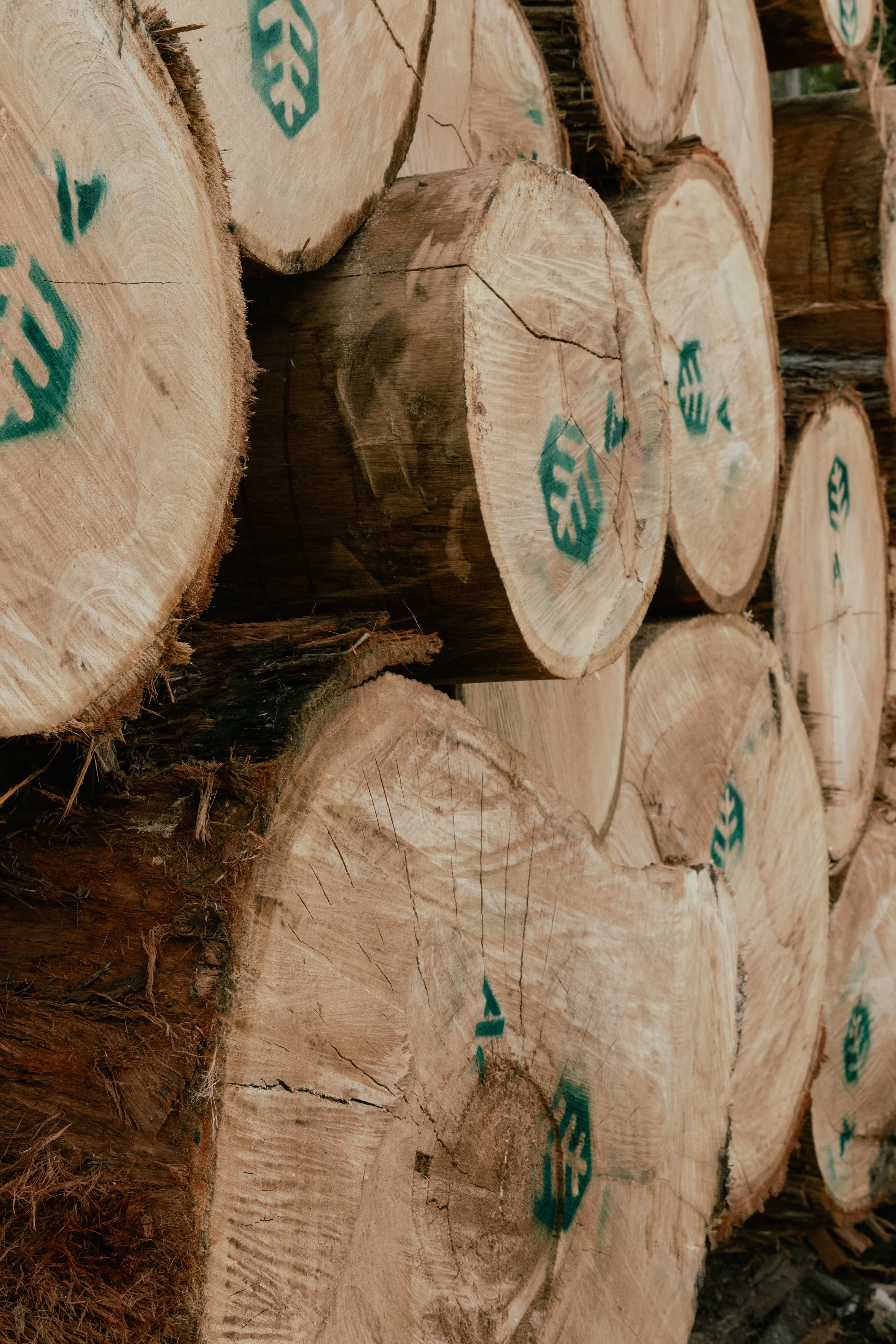 Sustainably harvested Douglas-fir from Hawke’s Bay farms for custom home building