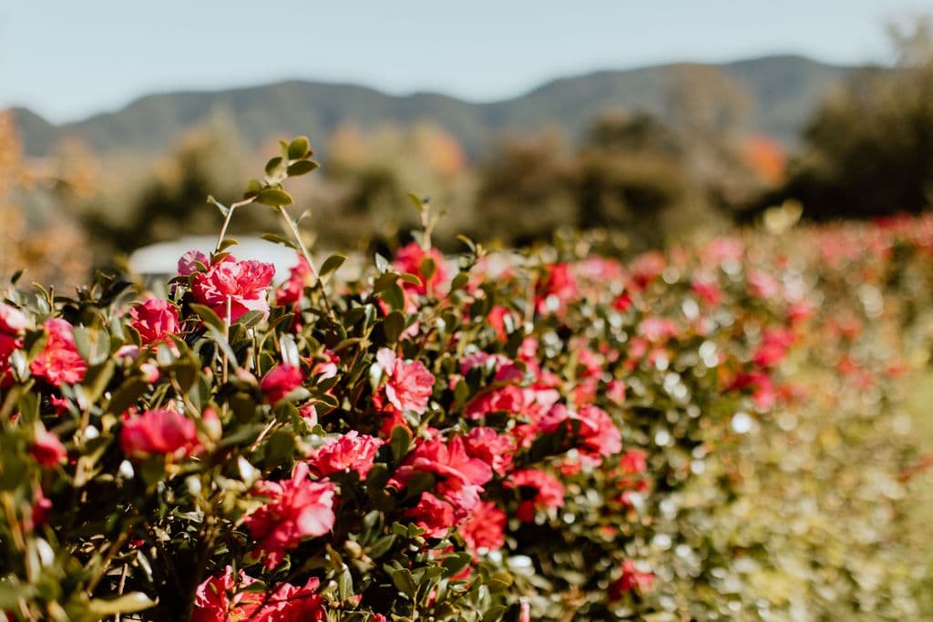 Rustic farm wedding venue in Hawke's Bay with riverside ceremony locations and reception spaces with beautiful flower arrangements
