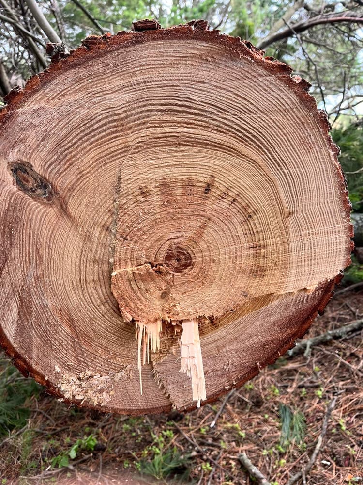 Douglas-fir premium grade with tight rings displaying slow growth, characteristic of Hawke's Bay timber