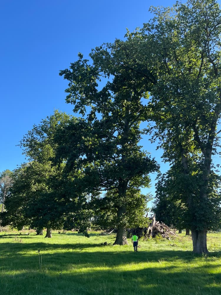 English Oak, 120 years old, freshly harvested for traditional high-end homes and furniture projects NZ and Australia