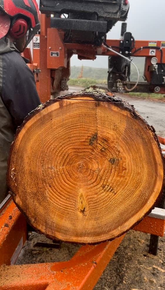 Aged Douglas-fir rings displaying its age after being felled in a Hawke's Bay plantation for milling and eventually building a timber barn home