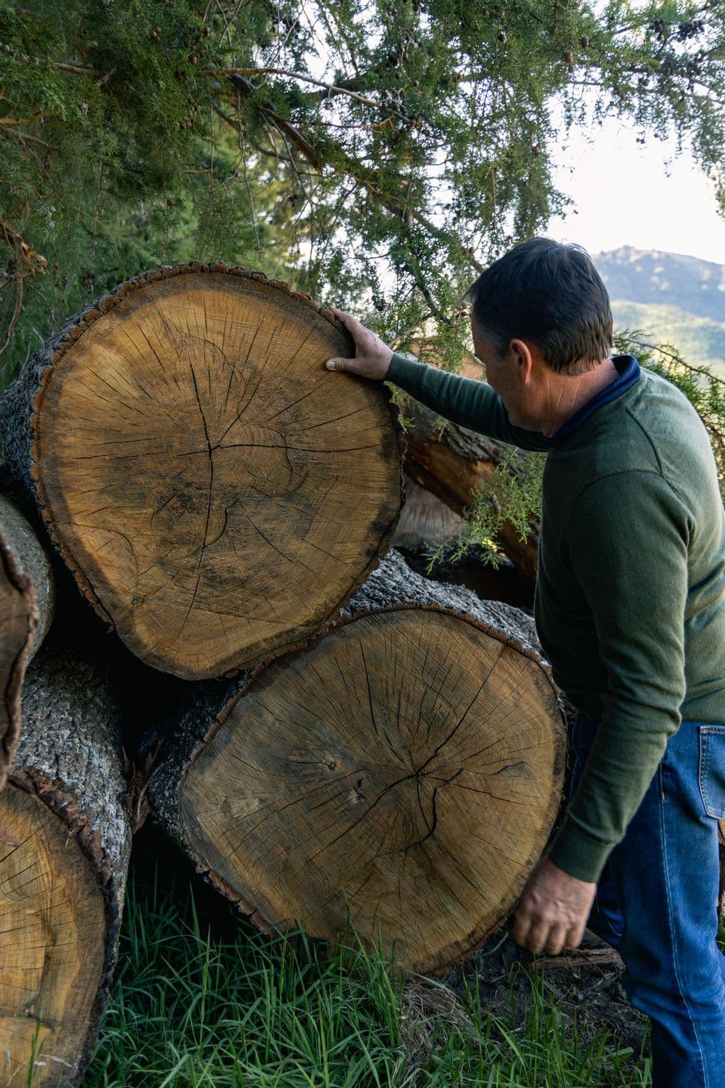 120 year old English oak grown in Central Hawke's Bay - available for sale
